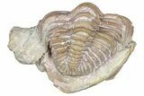 Bargain, Enrolled Chasmops Praecurrens Trilobite - Russia #363260-1